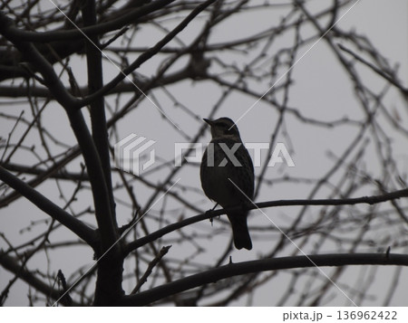 冬の曇り空の下、木の枝に留まるツグミのシルエット 136962422