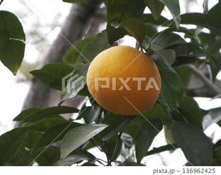 樹木に実った未収穫のダイダイ(橙)の果実 樹木に実った未収穫のダイダイ(橙)の果実 136962425