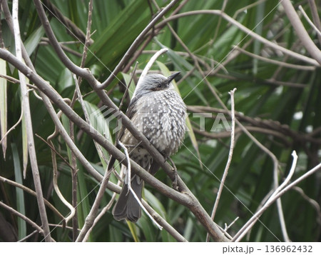 冬の茂みの枝に止まる野鳥のヒヨドリ 136962432
