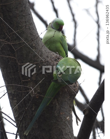 木の幹に止まり周囲を警戒する野生のワカケホンセイインコ 木の幹に止まり周囲を警戒する野生のワカケホンセイインコ 136962435