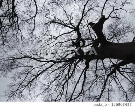 冬の曇り空を見上げる落葉樹の巨木と細い枝の広がり 136962437