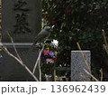 墓石に供えられた花に止まる野鳥のヒヨドリ 136962439