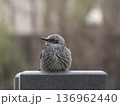 墓石の上で休む野生動物のヒヨドリ 136962440