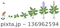 Cycle of growth of a sage plant isolated on a white background. 136962594