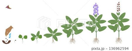 Cycle of growth of a sage plant isolated on a white background. Cycle of growth of a sage plant isolated on a white background. 136962594