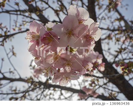 陽光に透ける、可憐な河津桜のピンク花 陽光に透ける、可憐な河津桜のピンク花 136963436