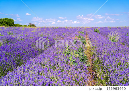Lavender field with blooming lavender flowers under blue sky with clouds in rural landscape during summer season. Natural background with lavender field, agriculture crop, aromatherapy plant texture Lavender field with blooming lavender flowers under blue sky with clouds in rural landscape during summer season. Natural background with lavender field, agriculture crop, aromatherapy plant texture 136963460