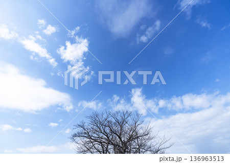 冬空と雲と木立 冬空と雲と木立 136963513