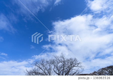 冬空と雲と木立 冬空と雲と木立 136963516