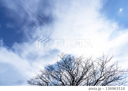 冬空と雲と木立 136963518