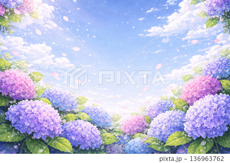 梅雨の晴れ間に咲く紫陽花 136963762