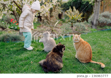 Little child girl playing with cats in backyard garden Little child girl playing with cats in backyard garden 136963777