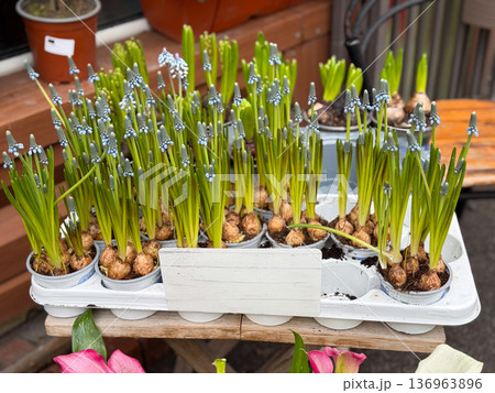 Grape hyacinth bulbs sprouting in small pots. Spring growth, gardening hobby and seasonal plant retail concept. 136963896