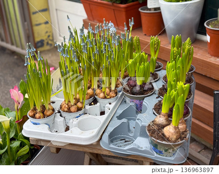 Spring bulbs in pots ready for planting display. Gardening, seasonal growth and horticulture retail concept. Spring bulbs in pots ready for planting display. Gardening, seasonal growth and horticulture retail concept. 136963897
