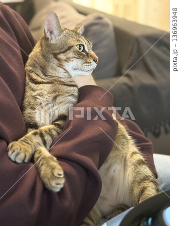 Side profile of tabby cat in owner embrace. Domestic comfort, trust and quiet evening lifestyle. Side profile of tabby cat in owner embrace. Domestic comfort, trust and quiet evening lifestyle. 136963948