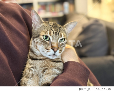 Tabby cat resting in owner arms on sofa. Human pet bond, comfort and domestic affection at home. Tabby cat resting in owner arms on sofa. Human pet bond, comfort and domestic affection at home. 136963950