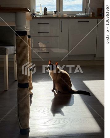 Siamese cat sitting in sunlight on kitchen floor. Domestic life, pet companionship, morning calm, cozy home atmosphere Siamese cat sitting in sunlight on kitchen floor. Domestic life, pet companionship, morning calm, cozy home atmosphere 136963967