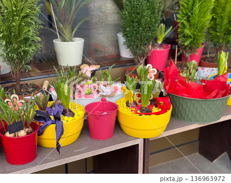 Colorful spring bulb arrangements in decorative containers. Gardening hobby, seasonal gift idea, floral decor, retail display concept Colorful spring bulb arrangements in decorative containers. Gardening hobby, seasonal gift idea, floral decor, retail display concept 136963972