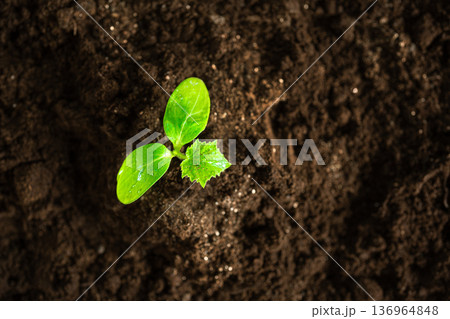 Small plant is growing in dirt 136964848