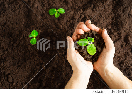 Man gardener plants seedlings in the ground Man gardener plants seedlings in the ground 136964910