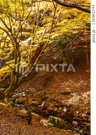 autumn time near osaka in japan autumn time near osaka in japan 136965245