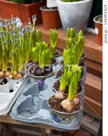 Grape hyacinth bulbs sprouting in small pots. Spring growth, gardening hobby and seasonal plant retail concept. 136965924