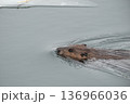 真冬の湖を泳ぐビーバー 136966036