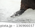 ちょっと雪を被ったビーバーのウロコ状の尻尾 136966037
