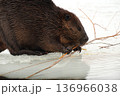 氷の上で木の枝を齧るビーバー 136966038