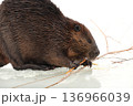 氷上で枝をかじるビーバー 136966039