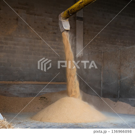 Soybean husks pouring from threshing machine in farm storage area 136966898