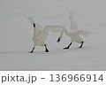 氷上で翼を広げてダイナミックに動くナキハクチョウ 136966914
