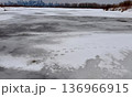 凍った湖面に残るナキハクチョウの足跡 136966915