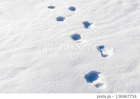 Footprints in Deep Snow and Under Bright Winter Sunlight 136967758