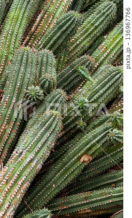 Cactus texture background with ribbed green succulent pattern Cactus texture background with ribbed green succulent pattern 136967766