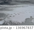 湖面に残るナキハクチョウの大きな足あと 136967837