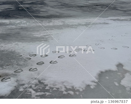 湖面に残るナキハクチョウの大きな足あと 136967837