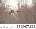 カナダガンの単独飛行 136967838