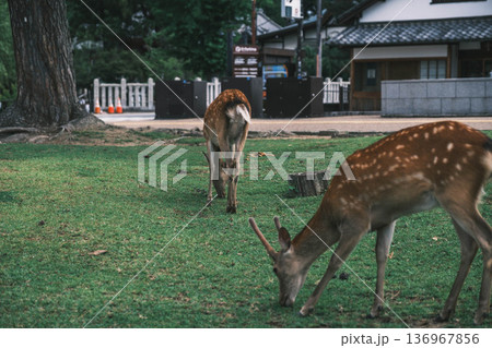 [奈良公園]可愛らしい鹿がのびのびと暮らす街 136967856