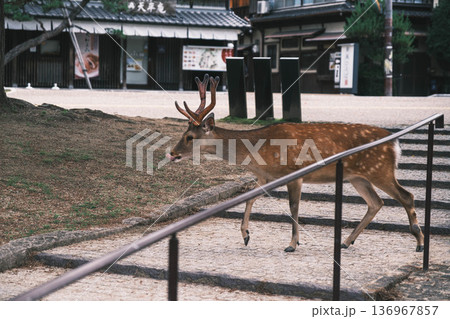 [奈良公園]可愛らしい鹿がのびのびと暮らす街 136967857