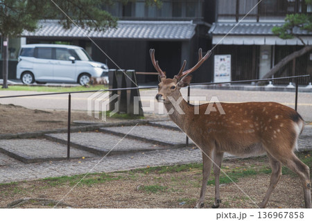 [奈良公園]可愛らしい鹿がのびのびと暮らす街 136967858