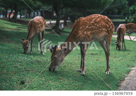 [奈良公園]可愛らしい鹿がのびのびと暮らす街 136967859
