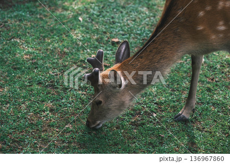 [奈良公園]可愛らしい鹿がのびのびと暮らす街 136967860