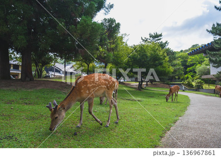 [奈良公園]可愛らしい鹿がのびのびと暮らす街 136967861