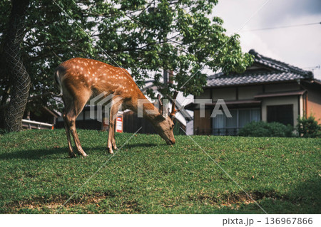 [奈良公園]可愛らしい鹿がのびのびと暮らす街 136967866