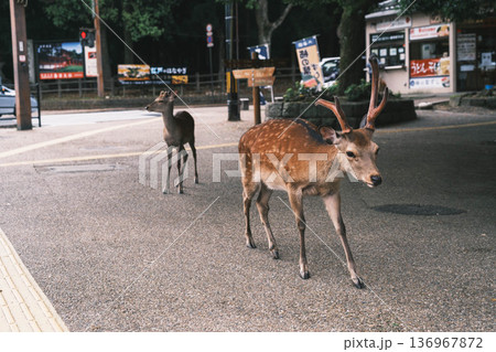 [奈良公園]可愛らしい鹿がのびのびと暮らす街 136967872