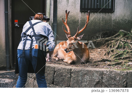 [奈良公園]可愛らしい鹿がのびのびと暮らす街 136967878