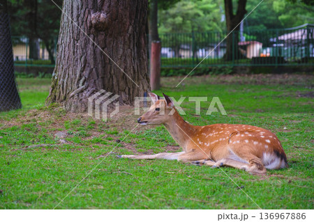 [奈良公園]可愛らしい鹿がのびのびと暮らす街 136967886