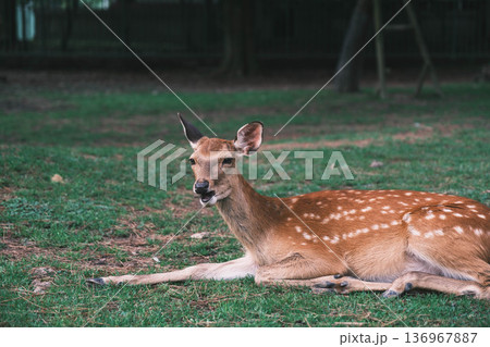 [奈良公園]可愛らしい鹿がのびのびと暮らす街 136967887