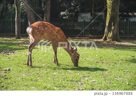 [奈良公園]可愛らしい鹿がのびのびと暮らす街 136967888
